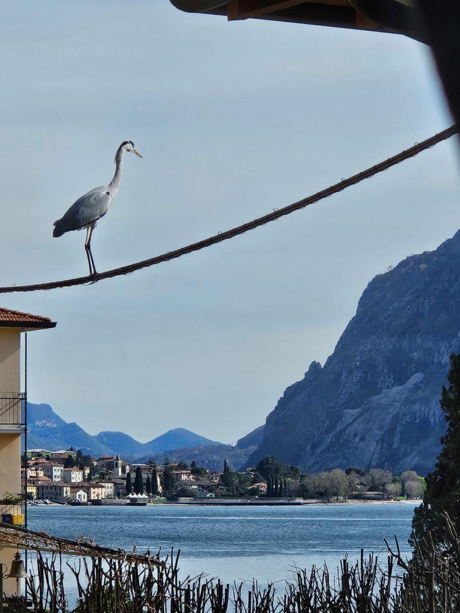 L'Airone - Casa Vacanza Mandello del Lario Eksteriør bilde